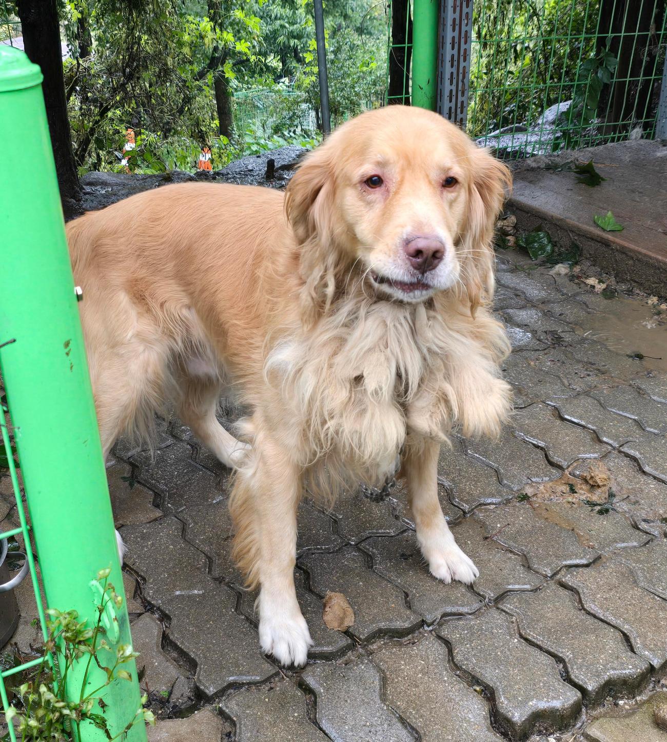 보호중 골든 리트리…